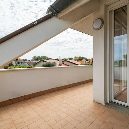 Pitosforo فيلة *